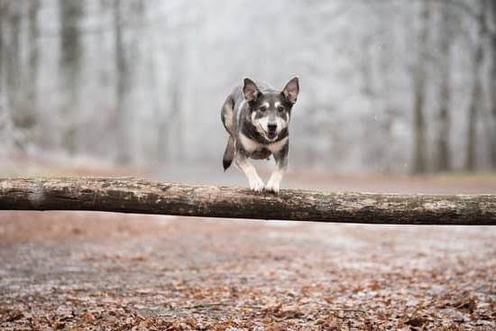 Can You Train A 3 Year Old Dog To Hunt 1 Can You Train A 3 Year Old Dog To Hunt