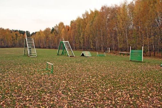 Can You Train A Dog And Cat To Get Along