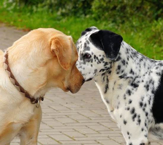Can You Train A Dog In Two Languages