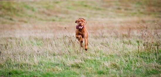 Can You Train A Dog To Detect Emotions 1 Can You Train A Dog To Detect Emotions