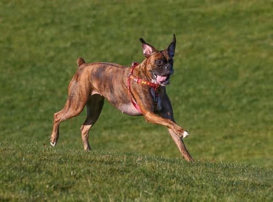 Can You Train A Dog To Live Outside Can You Train A Dog To Live Outside