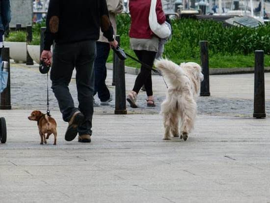 Can You Train A Dog To Shit Itself