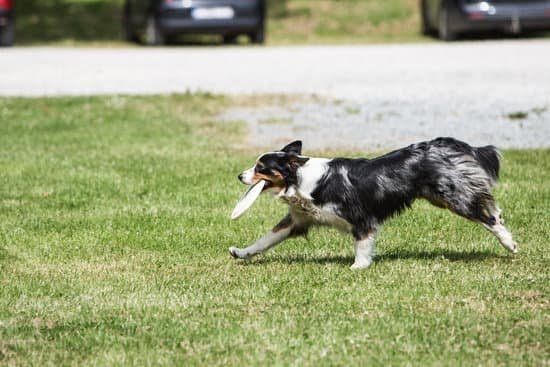 Can You Train A Dog To Sniff Alcohol