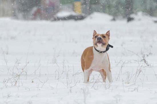 Can You Train A Service Dog In A Hospital
