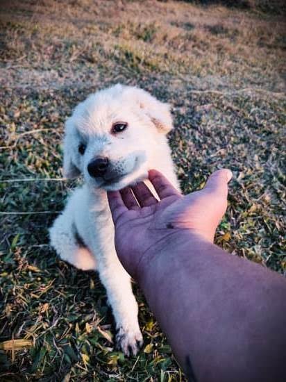 Can You Train A Service Dog 1 Can You Train A Service Dog