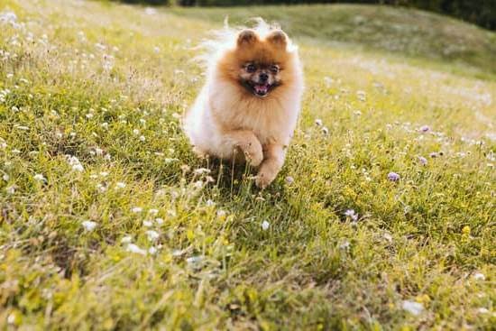 Can You Train And Sell Police Dogs