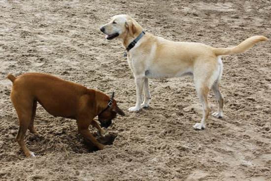 Can You Train Any Dog To Attack On Command Can You Train Any Dog To Attack On Command