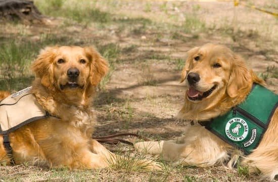 Can You Train Dogs As A Side Job