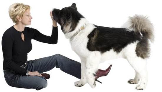 Can You Train Labradors To Be Guard Dogs