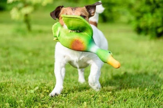 Can You Train Your Dog Through Video Can You Train Your Dog Through Video