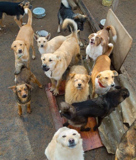 Can You Train Your Own Ptsd Service Dog