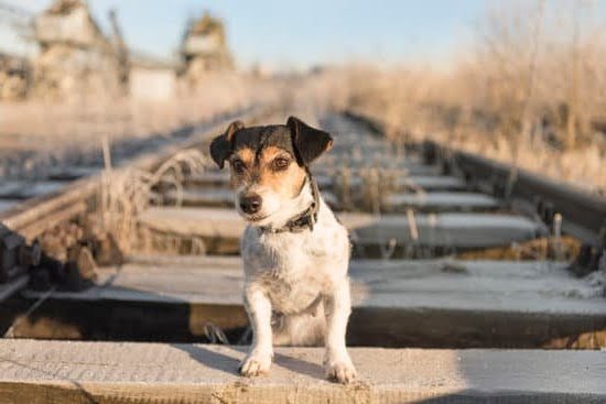 Can You Travel With Dog On Train Switzerland To Germany Can You Travel With Dog On Train Switzerland To Germany