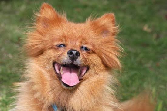 Can You Use Coon Urine To Train A Dog