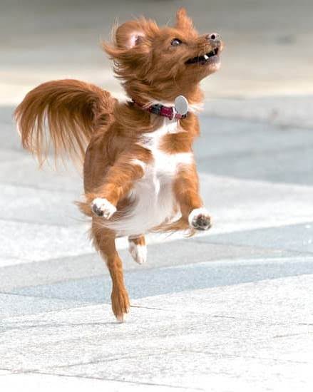 Can’T Toilet Train My Dog