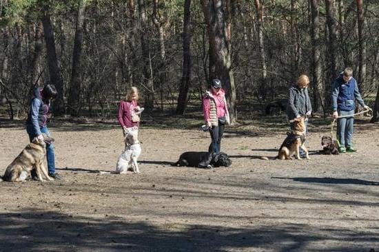 Do I Train My Service Dog