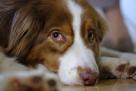 Do Service Dogs Need A Certified Trainer