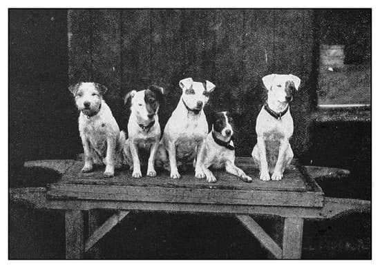 Does Fixing A Dog Help With Potty Training