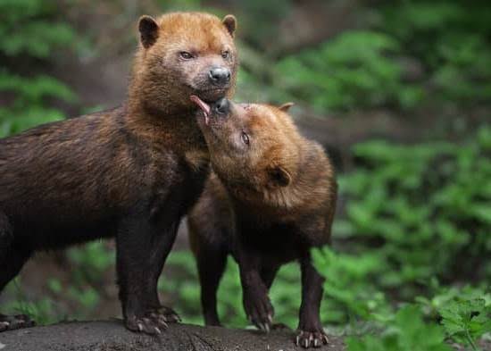 How Are Service Dogs Trained To Answer Doors How Are Service Dogs Trained To Answer Doors