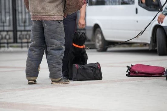 How Can I Become A Certified Dog Trainer 1 How Can I Become A Certified Dog Trainer