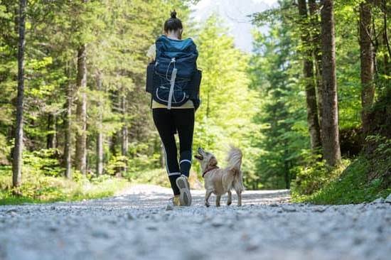 How Can I Train My Dog To Like Other Dogs How Can I Train My Dog To Like Other Dogs