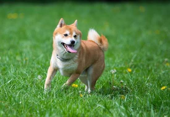 How Can I Train My Dog To Like Water How Can I Train My Dog To Like Water