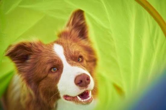 How Can I Train My Pet Dog 1 How Can I Train My Pet Dog