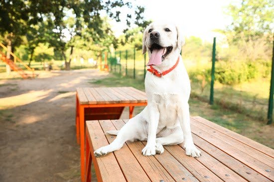 How Can You Train Your Dog Not To Bark 1 How Can You Train Your Dog Not To Bark