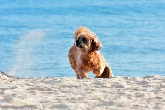 How Do I Know If My Dog Is Potty Trained 1 How Do I Know If My Dog Is Potty Trained