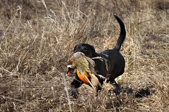 How Do You Potty Train A Male Dog