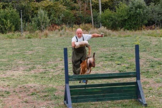 How Do You Train A Phsychiatric Service Dog For Anxiety