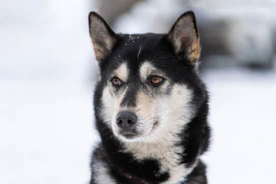 How Fast Can A Dog Be Potty Trained 1 How Fast Can A Dog Be Potty Trained