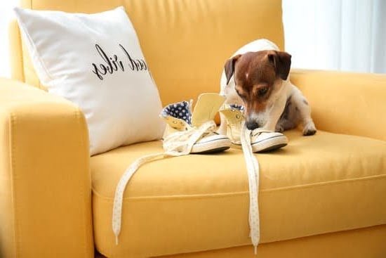 How Is A Diabetic Service Dog Trained