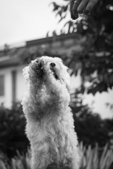 How Ling Does It Take To Potty Train A Dog