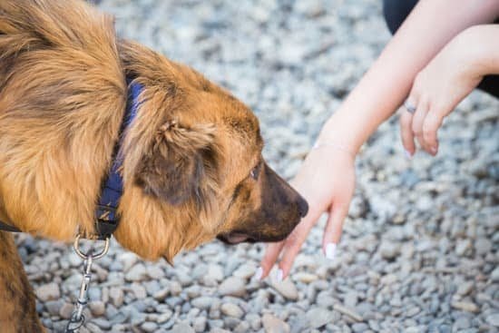 How Long After Neutering Can My Dog Train How Long After Neutering Can My Dog Train