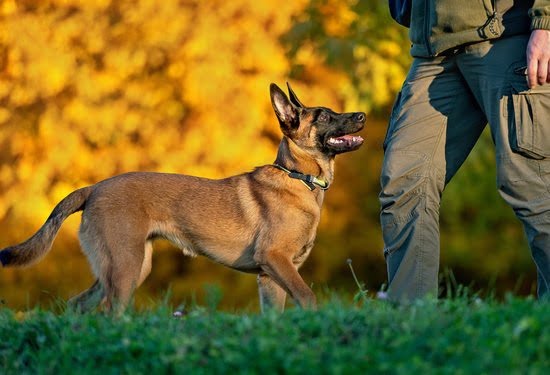 How Long Can A Potty Trained Dog Hold Their Pee How Long Can A Potty Trained Dog Hold Their Pee