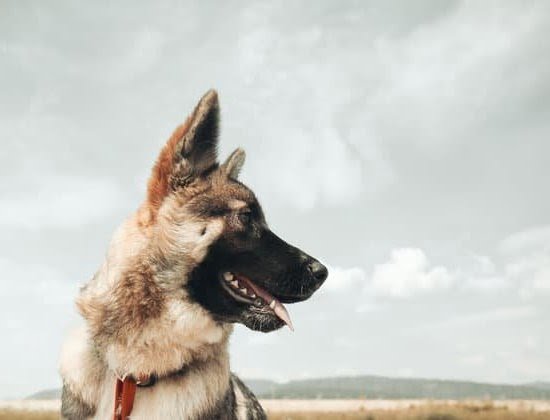 How Long Do Ptsd Service Dogs Train Theverywellmind