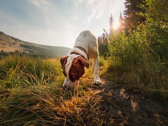 How Long Does A Service Dog Take To Train How Long Does A Service Dog Take To Train