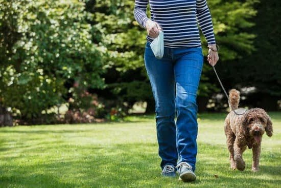 How Long Does Take To Potty Train A Dog
