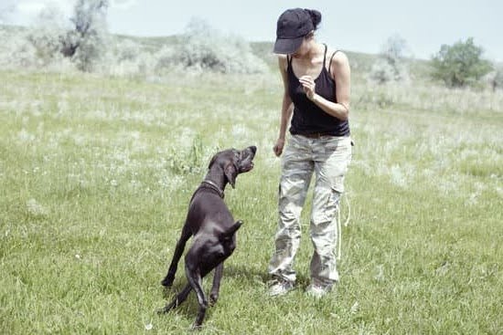 How Long To Train Autism Service Dogs How Long To Train Autism Service Dogs