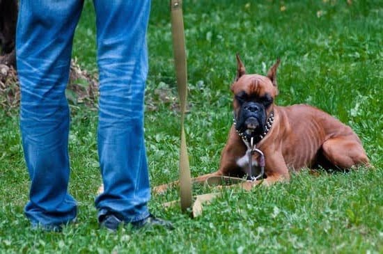 How Many Commands Can I Train A Dog At Once