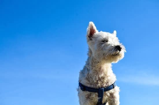 How Much Do Training Anxiety Service Dogs Cost How Much Do Training Anxiety Service Dogs Cost