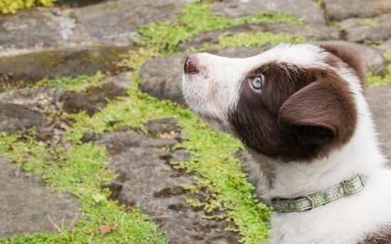 How Much Does A Trained Dementia Service Dog Cost How Much Does A Trained Dementia Service Dog Cost