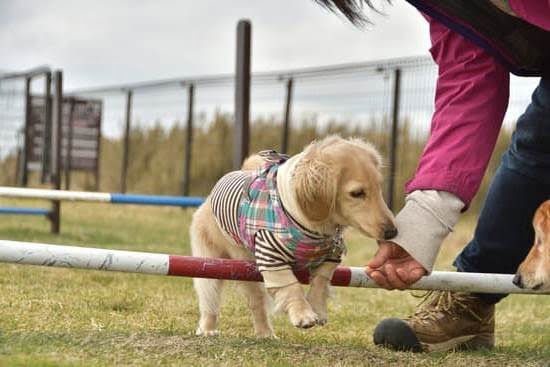 how-much-does-train-autism-service-dog-cost-every-day-interests