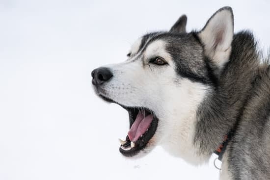 How Much Does Training Cost For A Ptsd Service Dog How Much Does Training Cost For A Ptsd Service Dog