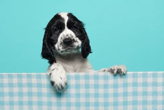 How Much To Potty Train A Dog 1 How Much To Potty Train A Dog