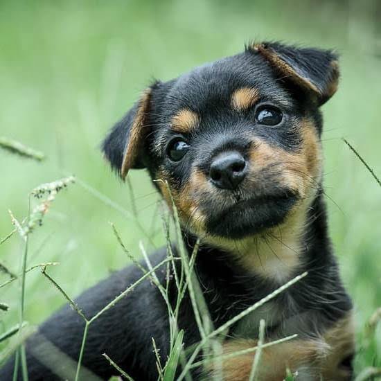 How Potty Train Service Dog 1 How Potty Train Service Dog