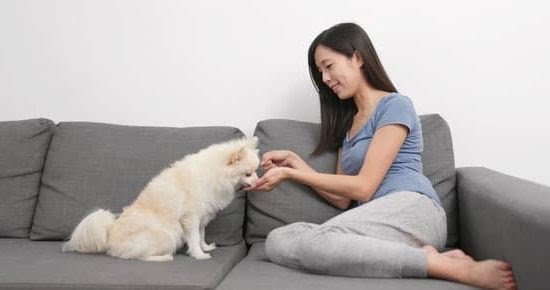 How T Potty Train A Dog