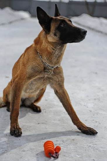 How To Become A Service Dog Trainer In Alberta 1 How To Become A Service Dog Trainer In Alberta