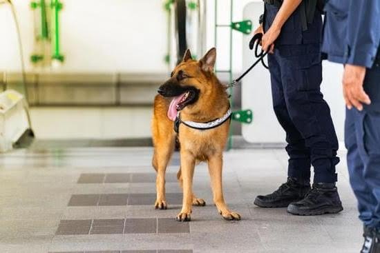 How To Become A Service Dog Trainer In Bc