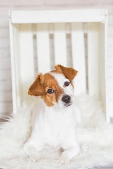 How To Begin Service Dog Training